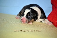 Lizzie-Whoopie X du Clan de Yorba