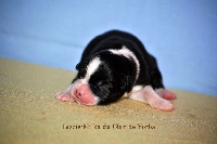 Lizzie-Milka X du Clan de Yorba